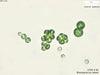 UTEX B 66 Bracteacoccus minor | UTEX Culture Collection of Algae