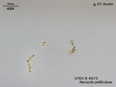 UTEX B 673 Navicula pelliculosa | UTEX Culture Collection of Algae