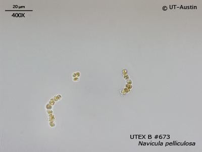 <strong>UTEX B 673</strong> <br><i>Navicula pelliculosa</i>