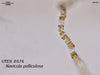 UTEX B 674 Navicula pelliculosa | UTEX Culture Collection of Algae
