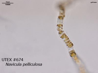 <strong>UTEX B 674</strong> <br><i>Navicula pelliculosa</i>