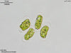 UTEX B 69 Dimorphococcus lunatus | UTEX Culture Collection of Algae
