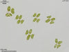 UTEX B 69 Dimorphococcus lunatus | UTEX Culture Collection of Algae