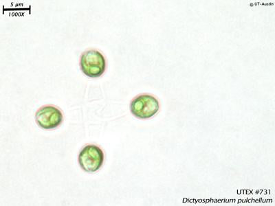 UTEX B 731 Dictyosphaerium pulchellum | UTEX Culture Collection of Algae