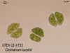 UTEX LB 733 Cosmarium turpinii | UTEX Culture Collection of Algae