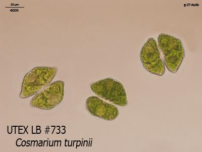 <strong>UTEX LB 733</strong> <br><i>Cosmarium turpinii</i>