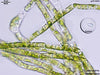 UTEX LB 745 Ulothrix zonata | UTEX Culture Collection of Algae