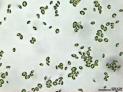 UTEX B 746 Scenedesmus dimorphus | UTEX Culture Collection of Algae