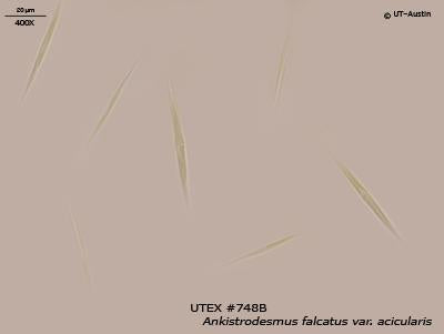 UTEX 748 Ankistrodesmus falcatus var. acicularis | UTEX Culture Collection of Algae