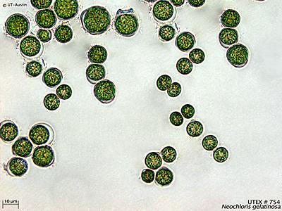 UTEX 754 Neochloris gelatinosa | UTEX Culture Collection of Algae