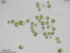 UTEX LB 759 Capsosiphon fulvescens | UTEX Culture Collection of Algae