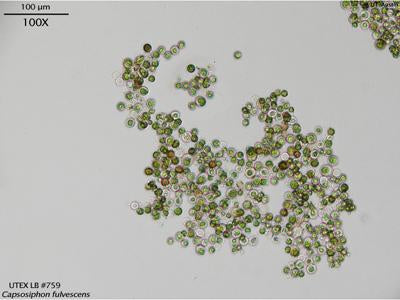 <strong>UTEX LB 759</strong> <br><i>Capsosiphon fulvescens</i>