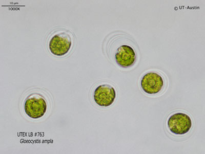 <strong>UTEX LB 763</strong> <br><i>Gloeocystis ampla</i>