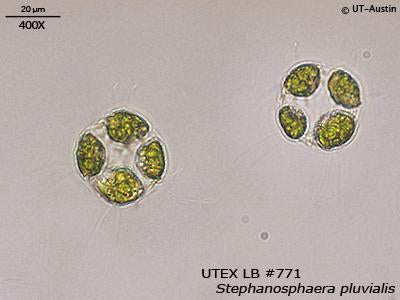<strong>UTEX LB 771</strong> <br><i>Stephanosphaera pluvialis</i>