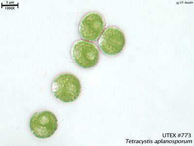 <strong>UTEX B 773</strong> <br><i>Tetracystis aplanosporum</i>
