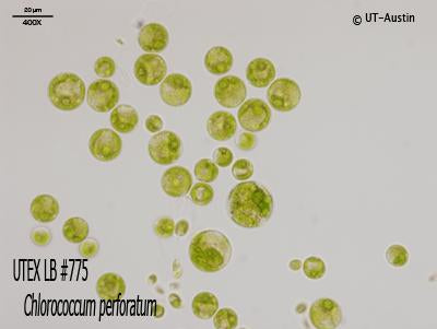<strong>UTEX B 775</strong> <br><i>Chlorococcum perforatum</i>