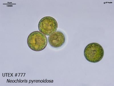 UTEX B 777 Neochloris pyrenoidosa | UTEX Culture Collection of Algae