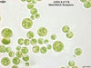 UTEX B 778 Neochloris fusispora | UTEX Culture Collection of Algae