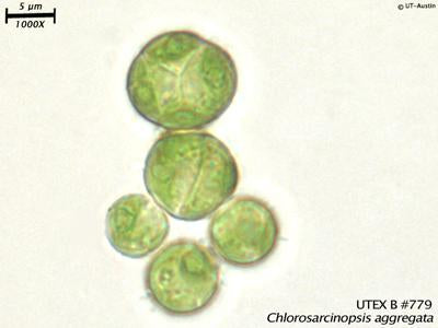 <strong>UTEX B 779</strong> <br><i>Chlorosarcinopsis aggregata</i>