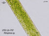 UTEX LB 787 Pithophora sp. | UTEX Culture Collection of Algae