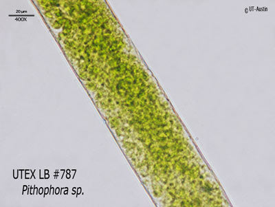 <strong>UTEX LB 787</strong> <br><i>Pithophora sp.</i>