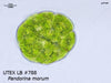 UTEX B 788. Pandorina morum | UTEX Culture Collection of Algae