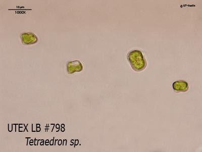 <strong>UTEX LB 798</strong> <br><i>Tetraedron sp.</i>