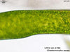 UTEX LB 799 Chaetomorpha aerea | UTEX Culture Collection of Algae