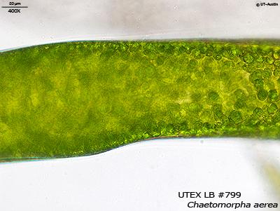 <strong>UTEX LB 799</strong> <br><i>Chaetomorpha aerea</i>