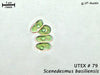 UTEX 79 Scenedesmus basiliensis | UTEX Culture Collection of Algae