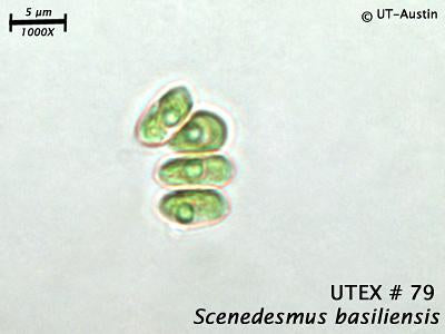 <strong>UTEX 79</strong> <br><i>Scenedesmus basiliensis</i>
