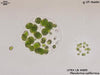 UTEX LB 809 Pleodorina californica | UTEX Culture Collection of Algae