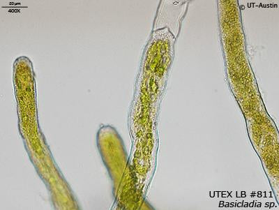 <strong>UTEX LB 811</strong> <br><i>Basicladia sp.</i>