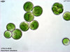 UTEX B 836 Neochloris alveolaris | UTEX Culture Collection of Algae