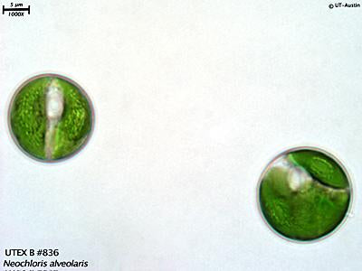 UTEX B 836 Neochloris alveolaris | UTEX Culture Collection of Algae