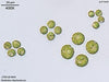 UTEX B 840. Pandorina charkowiensis | UTEX Culture Collection of Algae