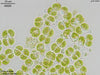 UTEX LB 846 Hazenia mirabilis | UTEX Culture Collection of Algae