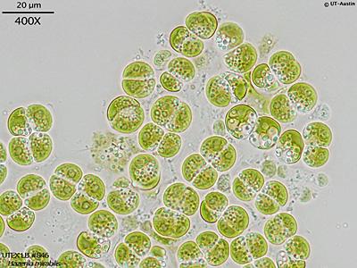 <strong>UTEX LB 846</strong> <br><i>Hazenia mirabilis</i>