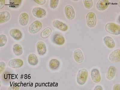 <strong>UTEX B 86</strong> <br><i>Vischeria punctata</i>