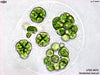 UTEX B 876 Pandorina morum | UTEX Culture Collection of Algae