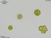 UTEX B 87 Botrydiopsis arhiza | UTEX Culture Collection of Algae