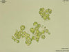 UTEX B 896 Trebouxia glomerata | UTEX Culture Collection of Algae
