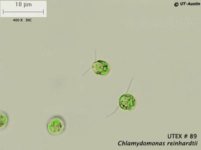 <strong>UTEX 89</strong> <br><i>Chlamydomonas reinhardtii</i>