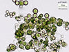 UTEX 904 Trebouxia anticipata | UTEX Culture Collection of Algae