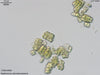 UTEX 908 Hyalococcus dermatocarponis | UTEX Culture Collection of Algae