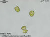 UTEX 90 Chlamydomonas reinhardtii | UTEX Culture Collection of Algae