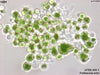 UTEX 911 Trebouxia erici | UTEX Culture Collection of Algae