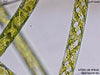 UTEX LB 918 Spirogyra sp. | UTEX Culture Collection of Algae