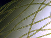 UTEX LB 928 Spirogyra pratensis | UTEX Culture Collection of Algae