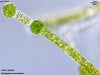 UTEX LB 933 Oedogonium foveolatum | UTEX Culture Collection of Algae